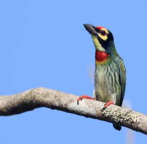 Coppersmith Barbet, 彩鹳, Mycteria leucocephala-gallery-