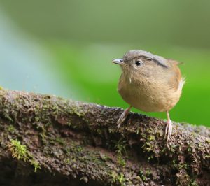 Brown-cheeked Fulvetta, 褐脸雀鹛, Alcippe poioicephala-gallery-