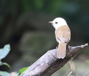 White-hooded Babbler, 白头鵙鹛, Gampsorhynchus rufulus-gallery-