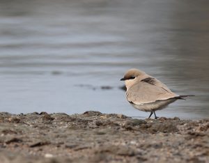 Small Pratincole, 灰燕鸻, Glareola lactea-gallery-