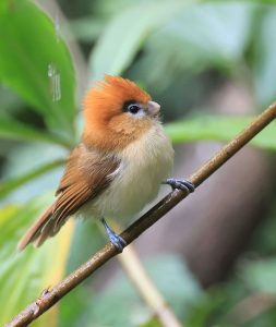 Pale-billed Parrotbill, 黑眉鸦雀, Chleuasicus atrosuperciliaris-gallery-