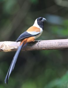 Collared Treepie, 黑额树鹊, Dendrocitta frontalis-gallery-