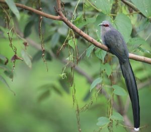 Green-billed Malkoha, 绿嘴地鹃, Phaenicophaeus tristis-gallery-