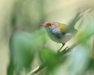 Common Tailorbird, 长尾缝叶莺, Orthotomus sutorius-gallery-