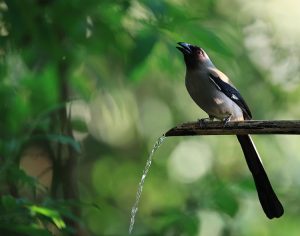 Grey Treepie, 灰树鹊, Dendrocitta formosae-gallery-