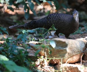 Grey Peacock- Pheasant, 灰孔雀雉, Polyplectron bicalcaratum-gallery-