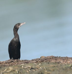 Little Cormorant, 黑颈鸬鹚, Microcarbo niger-gallery-