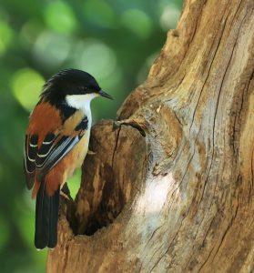 Rufous-backed Sibia, 栗背奇鹛, Leioptila annectens-gallery-