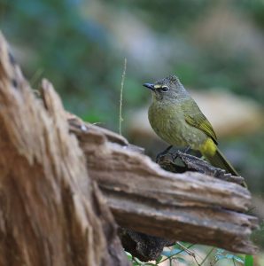 Flavescent Bulbul, 黄绿鹎, Pycnonotus flavescens-gallery-