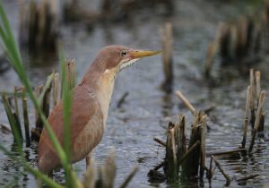 Cinnamon Bittern, 栗苇鳽, Ixobrychus cinnamomeus-gallery-