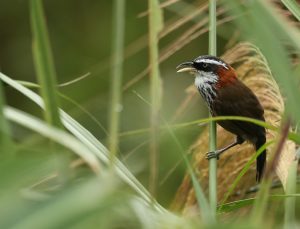 Taiwan Scimitar Babbler, 台湾棕颈钩嘴鹛, Pomatorhinus musicus-gallery-