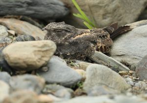 Savanna Nightjar, 林夜鹰, Caprimulgus affinis-gallery-