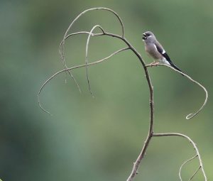 Brown Bullfinch, 愒灰雀, Pyrrhula nipalensis-gallery-