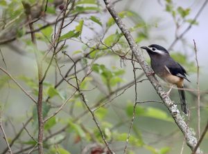 White-eared Sibia, 白耳奇鹛, Heterophasia auricularis-gallery-