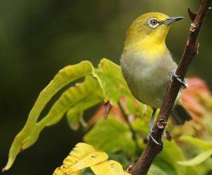 Lowland White-eye, 低地绣眼鸟, Zosterops meyeni-gallery-