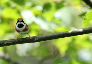 Black-throated Bushtit, 红头山雀, Aegithalos concinnus-gallery-