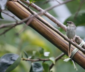 Striped Prinia, 山鹪莺, Prinia striata-gallery-