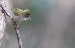 White-bellied Erpornis, 白腹凤鹛, Erpornis zantholeuca-gallery-