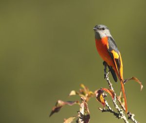 Grey-chinned Minivet, 灰喉山椒鸟, Pericrocotus solaris-gallery-