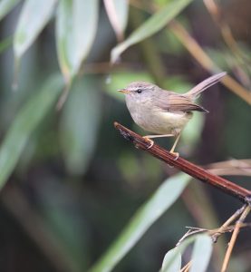 Yellow-bellied Bush Warbler, 黄腹树莺, Horornis acanthizoides-gallery-