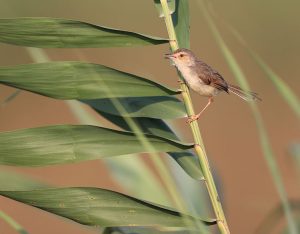 Plain Prinia, 愒头鹪莺, Prinia inornata-gallery-