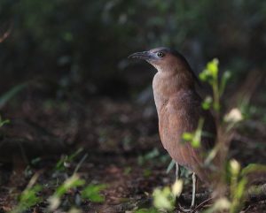 Malayan Night Heron, 黑冠鶠, Gorsachius melanolophus-gallery-