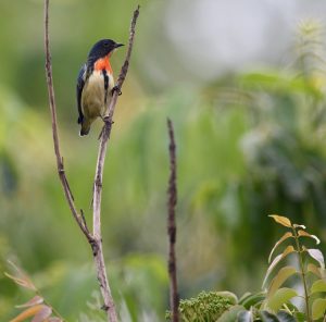 Fire-breasted Flowerpecker, 红胸啄花鸟, Dicaeum ignipectus-gallery-