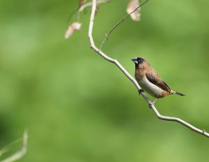 White-rumped Munia, 白腰文鸟, Lonchura striata-gallery-