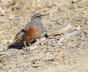 Alpine Accentor, 领岩鹨, Prunella collaris-gallery-