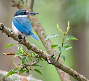 Collared Kingfisher, 白领翡翠, Todiramphus chloris-gallery-