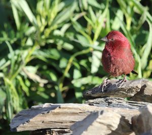 Taiwan Rosefinch, 台湾朱雀, Carpodacus formosanus-gallery-