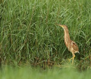 Yellow Bittern, 黄苇鳽, Ixobrychus sinensis-gallery-