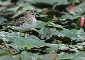 Wood Sandpiper, 林鹬, Tringa glareola-gallery-