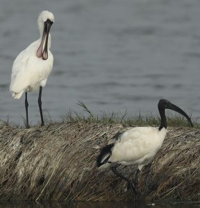 Black-faced Spoonbill and Black-headed Ibis, 黑脸琵鹭和黑头白鹮, Platalea minor, Threskiornis melanocephalus-gallery-