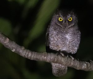 Ryukyu Scops Owl, 琉球角鸮, Otus elegans-gallery-