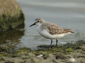 Red-necked Stint, 红颈滨鹬, Calidris ruficollis-gallery-