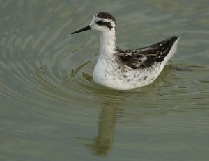 Red-necked Phalarope, 红颈瓣蹼鹬, Phalaropus lobatus-gallery-