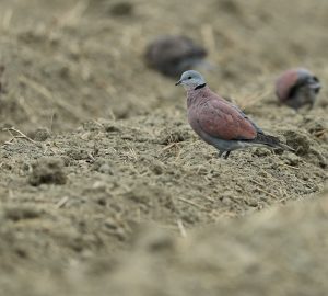 Red Collared Dove, 火斑鸠, Streptopelia tranquebarica-gallery-