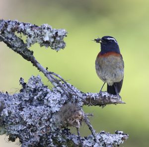 Collared Bush Robin, 台湾林鸲, Tarsiger johnstoniae-gallery-