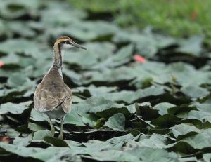 Pheasant-tailed Jacana, 水雉, Hydrophasianus chirurgus-gallery-