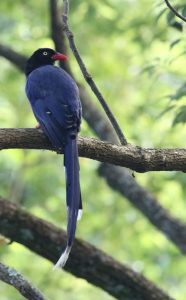 Taiwan Blue Magpie, 台湾蓝鹊, Urocissa caerulea-gallery-