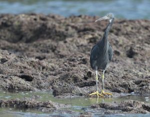 Pacific Reef Heron, 岩鹭, Egretta sacra-gallery-