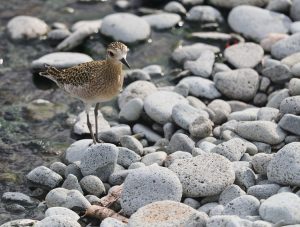 Pacific Golden Plover, 金斑鸻, Pluvialis fulva-gallery-