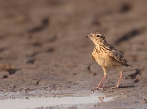 Oriental Skylark, 小云雀, Alauda gulgula-gallery-