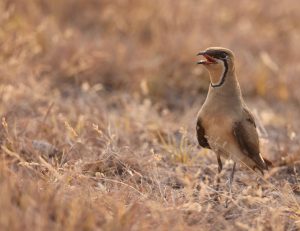 Oriental Pratincole, 普通燕鸻, Glareola maldivarum-gallery-