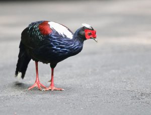 Swinhoe’s Pheasant, 蓝鹇, Lophura swinhoii-gallery-