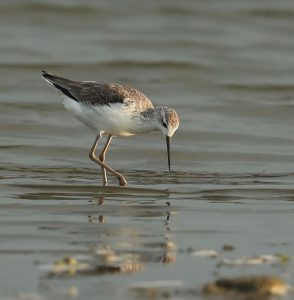 Marsh Sandpiper, 泽鹬, Tringa stagnatilis-gallery-