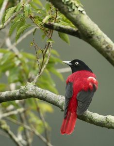 Maroon Oriole, 朱鹂, Oriolus traillii-gallery-