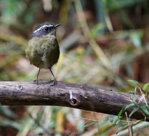 Taiwan Bush Robin, 白眉林鸲, Tarsiger formosanus-gallery-