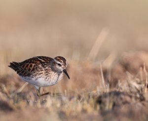 Long-toed Stint, 长趾滨鹬, Calidris subminuta-gallery-